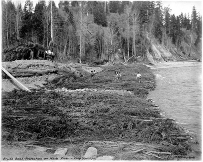 Brush bank protection on the White River, WA. 1914? Photo credit: Intercounty River Improvement District.