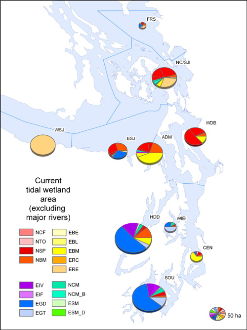 Current tidal wetland area, grouped by wetland type and aggregated in sub-basins, excluding estuaries of large rivers.