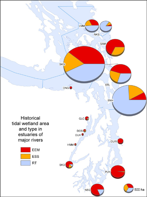 Relative area, historically, of estuarine emergent, estuarine scrub-shrub, and riverine-tidal wetlands in estuaries of major rivers draining the Cascade Range and Olympic Mountains.